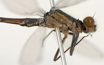 Media type: image;   Entomology 12460 Aspect: habitus lateral view